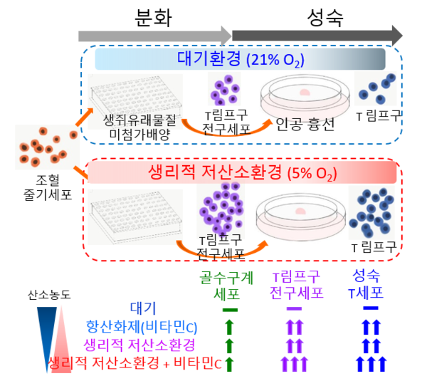 [그림]생리적 저산소환경에서 체외 조혈모세포의 T림프구 전구세포 및 T세포 증폭 생산 가능성 확인