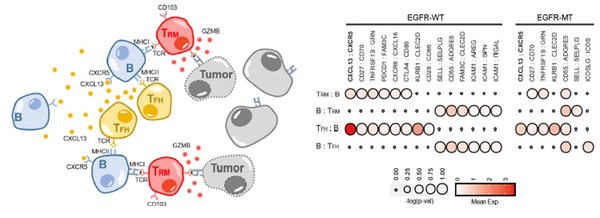 종양환경 내 TFH-B-TRM 림프구 협력체 모식도(왼쪽), EGFR 돌연변이와 EGFR 야생형 폐암에서의 면역세포 상호작용 분석(오른쪽).