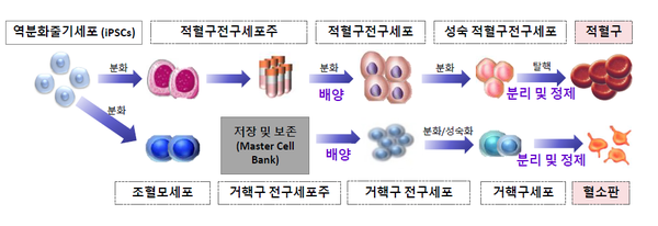 세포기반 인공혈액(적혈구) 생성기술