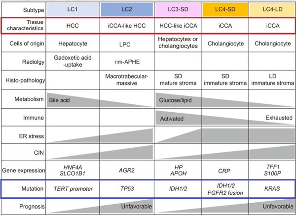 간세포암과 간내 담도암은 두 암 간 유사성(빨간 박스)과 발생 원인인 유전자 변이(파란 박스)로 아형 구분이 가능하다.