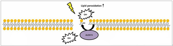 페롭토시스 세포사 기전 : 세포막의 지질과산화(ALOX15) 대사가 높아지면 활성산소가 만들어져 스스로 세포가 파괴된다.