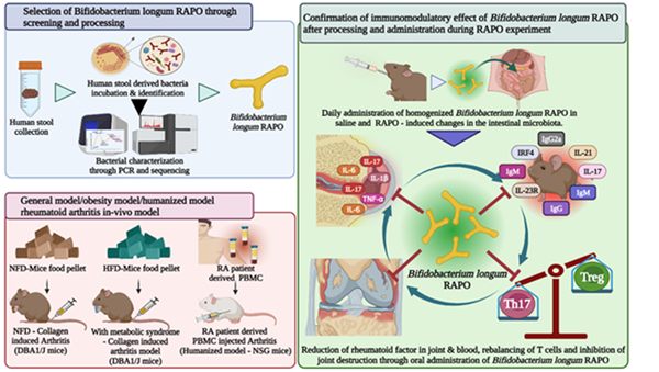 비피도박테리움 롱검 RAPO균의 면역조절 효과를 나타내는 모식도