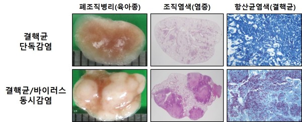 결핵균-바이러스 동시감염 후 중증 결핵으로 악화된 폐 병리, 단독감염군과 비교해 바이러스 동시감염군에서 괴사성 육아종이 동반된 중증 폐 병리와 광범위한 폐 염증이 관찰됐다.