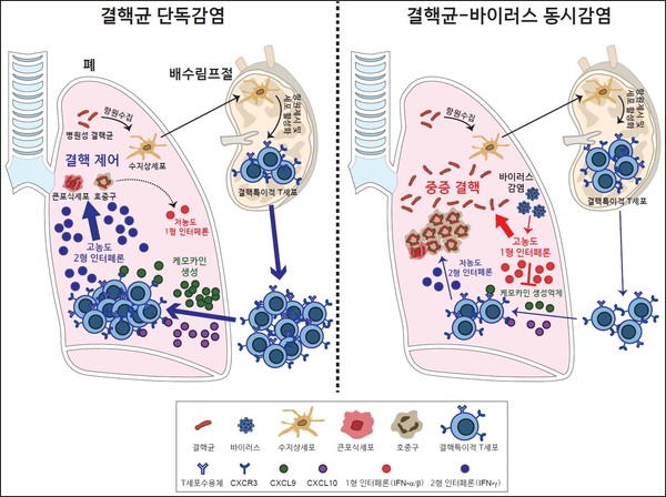 핵균-바이러스 동시감염에 의한 중증결핵 발생 기전