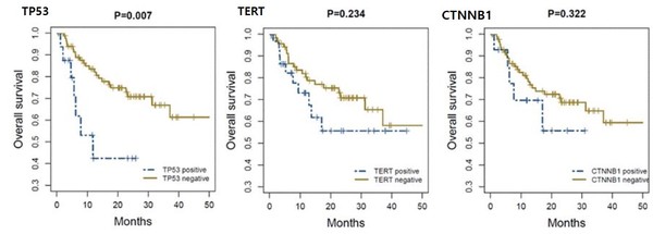 TP53 돌연변이를 보유한 간암 환자에서 그렇지 않은 환자에 비해 더 나쁜 생존율을 보였다(P=0.007). 반면 TERT와 CTNNB1 돌연변이는 환자의 생존에 유의한 영향을 주지 않았다.