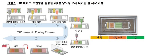 3D 바이오 프린팅을 활용한 제2형 당뇨병 모사 다기관 칩 제작 과정