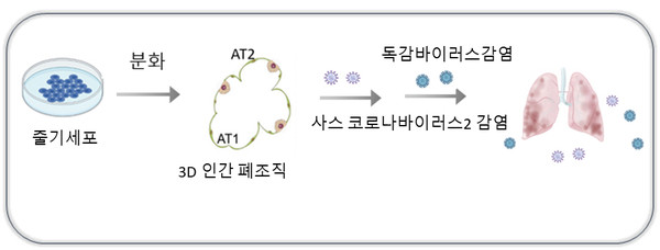 연구모식도