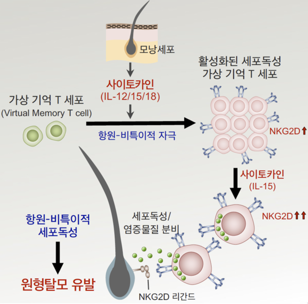원형탈모 발생 기전 이미지: 가상기억 T세포가 항원-비특이적인 사이토카인 자극을 받아 활성화되면 높은 세포독성능을 갖는 새로운 면역세포로 분화가 일어나고, 이 세포군이 세포독성 물질을 내보내 모낭을 파괴하여 원형탈모를 일으키게 된다.