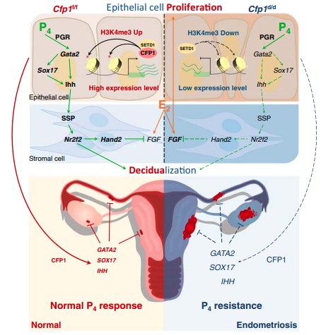 CFP1 유무에 따른 자궁내막증 유발 후성유전학적 조절 과정 반응
