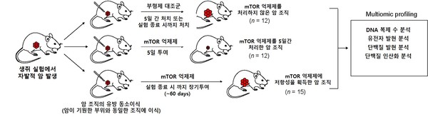 다중 오믹스 기반 mTOR 억제제 저항 메커니즘 규명을 위한 실험 디자인.