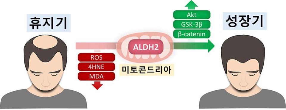 [그림] ALDH2 활성화 통해 산화 스트레스 감소를 감소시키고 베타카테닌을 증가시킴으로써 모낭을 성장기로 회복시킬 수 있다.