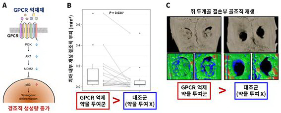 (A) GPCR 억제제를 통한 경조직 재생 기전GPCR 억제제를 투여하면 세포 내 신호전달체계를 따라 PI3K, AKT, MDM2 단백질이 순차적으로 감소하고, 결과적으로 p53 단백질이 증가하여 줄기세포의 경조직 생성 세포로의 분화를 촉진한다.(B, C) GPCR 억제제 투여시 치아 경조직 및 골조직 생성량 비교(B) 성견 치아에 GPCR 억제 약물을 투여한 경우 투여하지 않은 대조군과 비교하여 많은 양의 경조직이 재생되는 것을 확인했다.(C) 쥐 두개골 결손부에 GPCR 억제 약물을 투여한 경우 투여하지 않은 대조군과 비교하여 많은 양의 골조직이 재생되는 것을 확인했다.