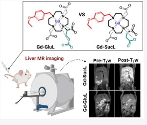 팜젠사이언스가 개발 중인 거대고리형 MRI 간특이 조영제(Gd-SucL)를 쥐에 투여해 MRI 촬영한 모습. 우수한 간 조영력과 화학적 안정성을 확인.