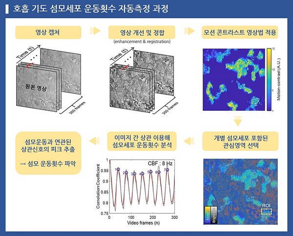 호흡 기도 영상 데이터에 모션 콘트라스트 영상법을 적용해 섬모세포 위치와 모습을 확인할 수 있고, 개별 섬모세포가 포함된 영역 선택 시 이미지 간 상관을 이용해 섬모 운동과 연관된 상관신호를 획득할 수 있다. 이 상관신호의 피크를 뽑아내면 섬모 운동횟수를 알 수 있다.