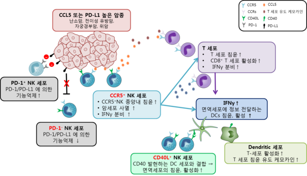 CCR5/CD40L+, PD1- NK세포의 장점