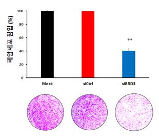 그림2. BRD3를 억제했을 때(siBRD3), 폐암세포주에서 암세포 침입 능력의 감소. BRD3의 기능을 실험적으로 억제시켰을 때(siBRD3), 억제시키지 않은 대조군(Mock, siCtrl)에 비해 폐암세포의 침입(invasion) 능력이 40% 정도로 크게 감소됨을 알 수 있다.