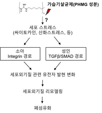 PHMG 성분 가습기살균제에 의한 폐손상의 가능 메커니즘