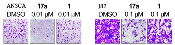 전이성 미분화 자궁내막암 세포(AN3CA)와 방광암 세포(J82) 전이 저해 능력. 선도물질 17a는 FGFR 돌연변이종을 보유한 전이성 미분화 자궁내막암 세포와 다발성 골수종 세포의 생장을 기존 저해제 대비 1.8배에서 14배 높게 억제하는 것으로 나타났다.