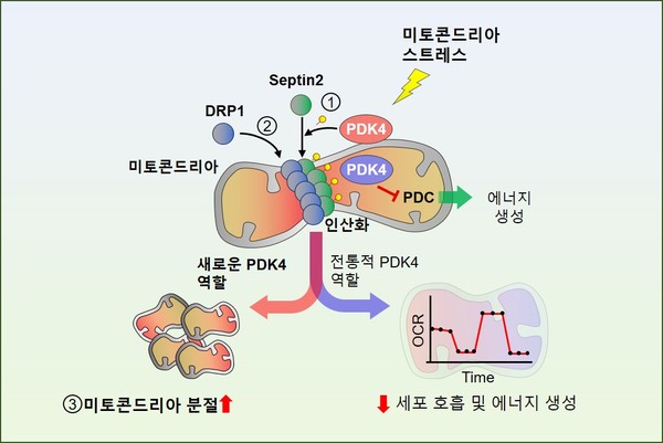Pyruvate dehydrogenase kinase 4(PDK4)가 미토콘드리아 효소 피루브산탈수소효소(PDC)를 저해하는 전통적인 역할 외에도, 미토콘드리아 어댑터 단백질 septin2를 인산화시킴으로써 미토콘드리아 분절 유발 단백질 Dynamic-related protein 1(DRP1)을 미토콘드리아로 소환함으로써 DRP1에 의한 분절을 촉진시키는 역할이 공존한다.