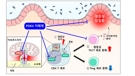 PDK4를 장의 CD4 T 세포에서 저해하면, 미토콘드리아와 소포체 사이의 칼슘 이동을 저해함으로써, 세포질의 칼슘 농도를 낮춤으로써, 전사인자인 NFAT1을 감소시킴으로써, 염증성 Th17 세포로의 분화를 저해하고, 항염증성 세포인 Treg 세포로의 분화를 촉진함으로써 염증성 장 질환을 개선할 수 있음