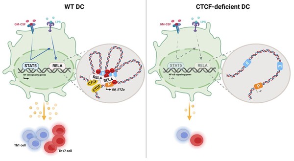 염증 반응 시에 CTCF 단백질이 없는 마우스에서는 면역세포(Th1·17 cell)가 반응하지 않았다