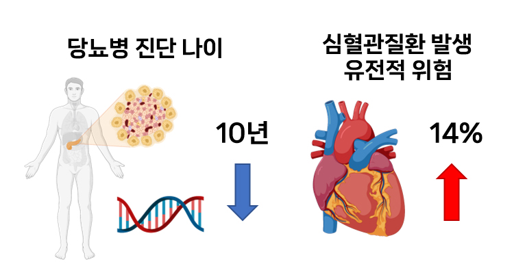 당뇨병 진단연령이 10년 빨라질수록 유전적 영향에 의한 심혈관질환 위험 14%씩 증가