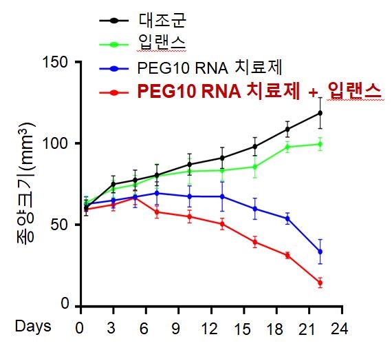 입랜스에 내성이 생긴 마우스 종양모델에서 PEG10 RNA 치료제 효과 평가 결과, PEG10 RNA 치료제 와 입랜스를 병용투여한 그룹에서 종양크기가 85%로 감소했다.